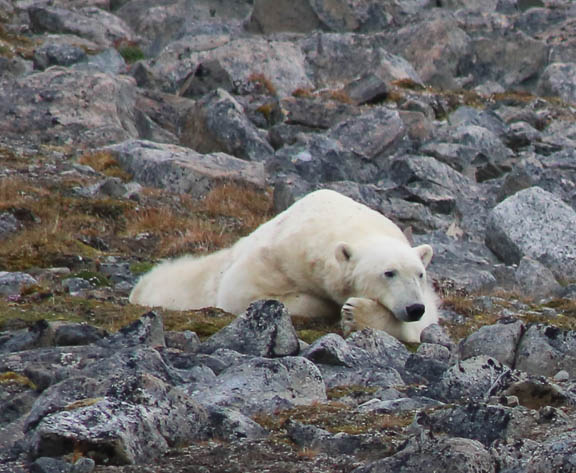 image b-arctic-25.jpg