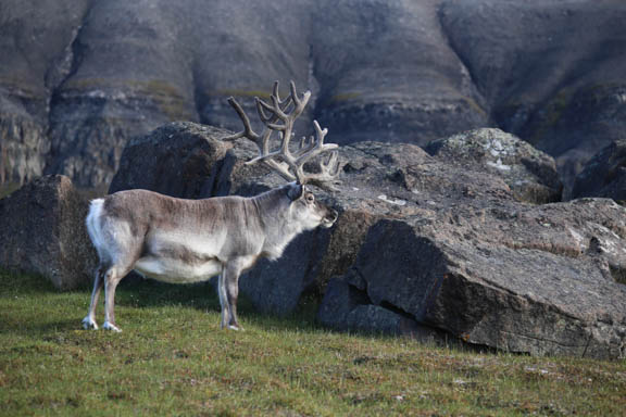 image b-arctic-35.jpg