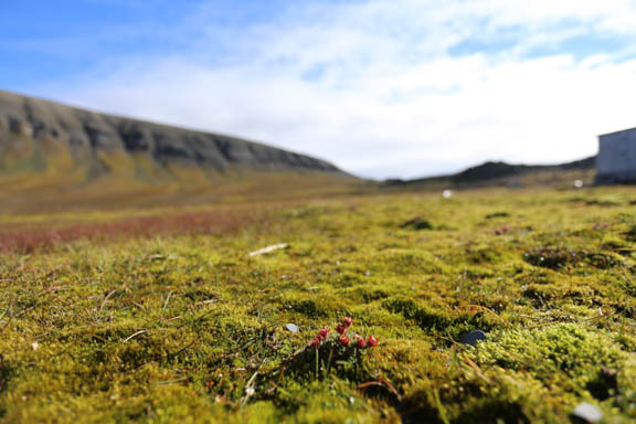 image b-arctic-37.jpg