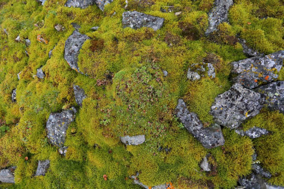 image b-arctic-39.jpg