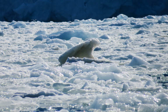 image b-arctic-48.jpg