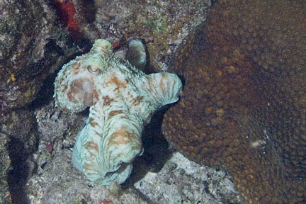 image bCo_10100963k.jpg