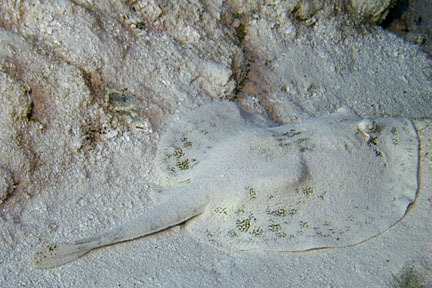 image bCr_1598w.jpg