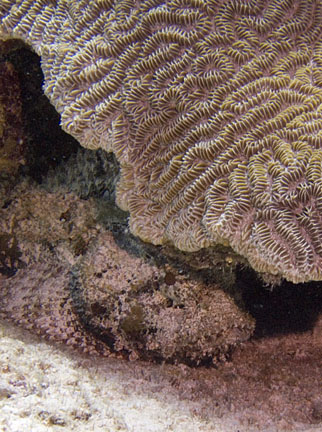 image bCs_1725w.jpg