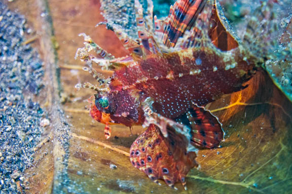 image b-indonesia-42.jpg