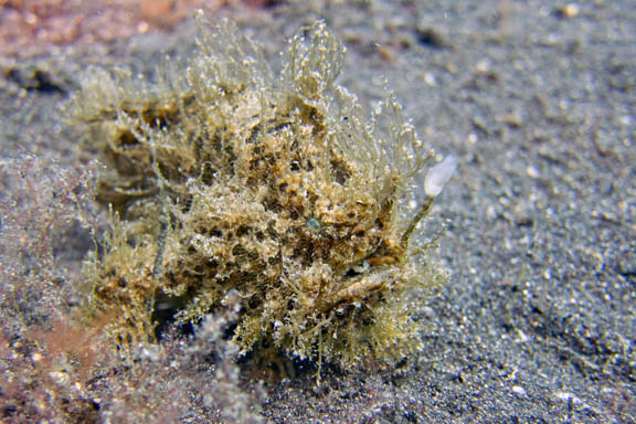 image b-indonesia-45.jpg