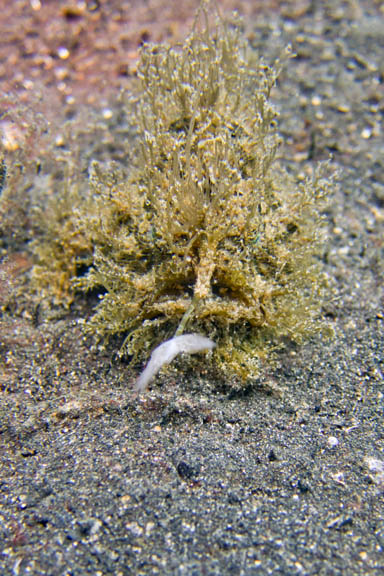 image b-indonesia-46.jpg