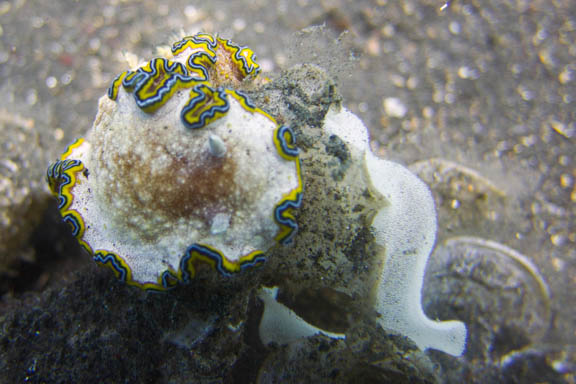 image b-indonesia-51.jpg