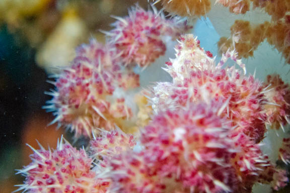 image b-indonesia-58.jpg