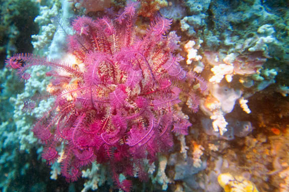 image b-indonesia-59.jpg