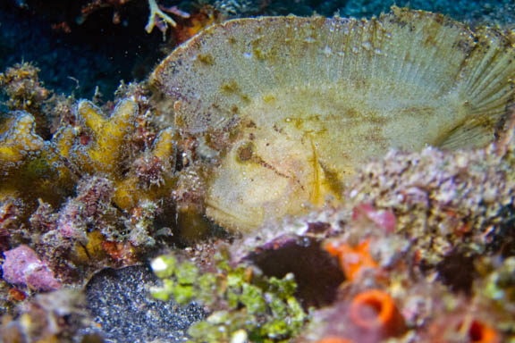 image b-indonesia-60.jpg
