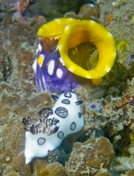 image b-indonesia-61.jpg