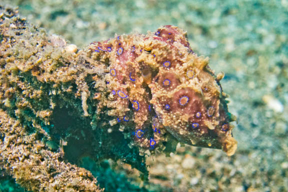 image b-indonesia-64.jpg