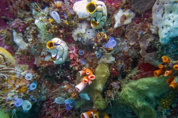 image b-indonesia-66.jpg