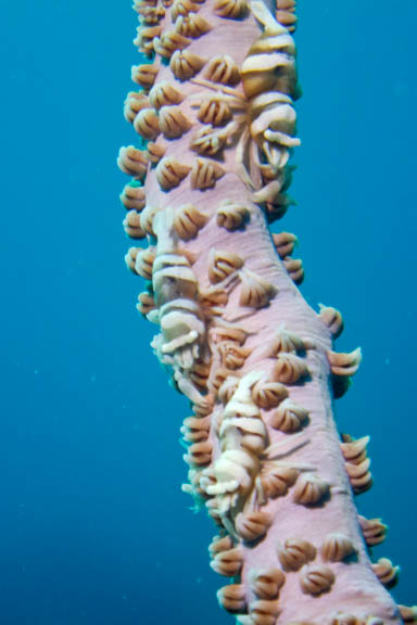 image b-indonesia-74.jpg