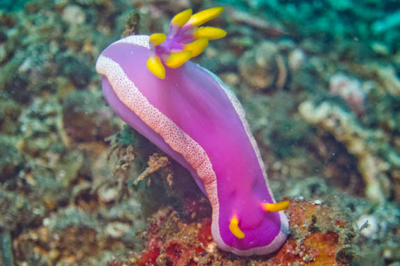 image b-indonesia-78.jpg