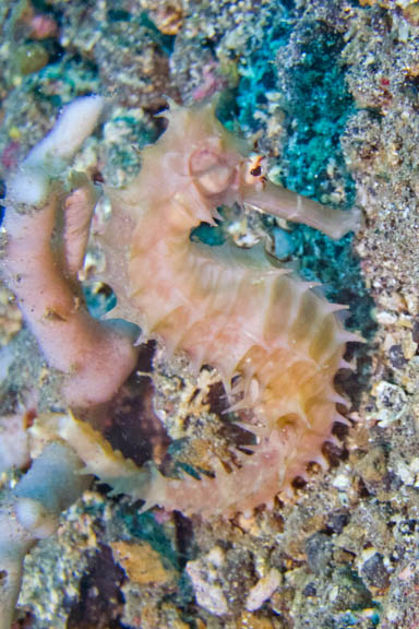image b-indonesia-80.jpg