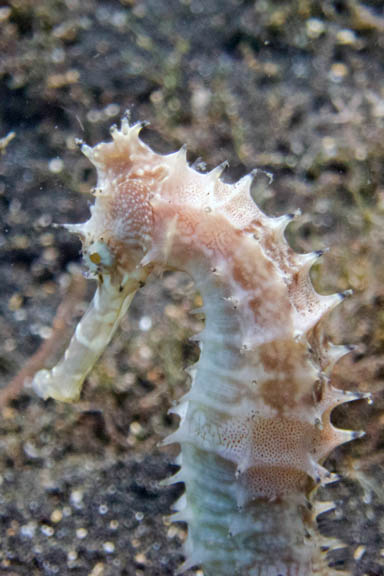 image b-indonesia-81.jpg
