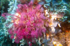 s-indonesia-59.jpg