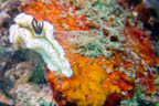 s-indonesia-68.jpg