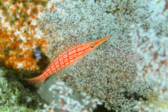 image b-philippines-26.jpg