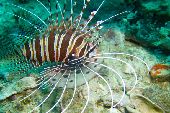 image b-philippines-34.jpg