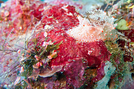 image bnIMG_0421K.jpg