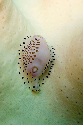 image bnIMG_0617_1K.jpg