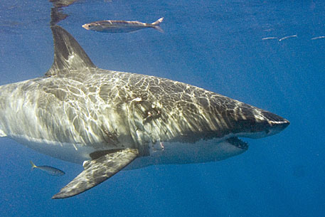 image bS_P9230039cropk.jpg